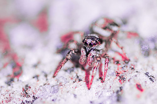 Hairy Jumping Spider Enjoying Sunshine (Pink Tint Photo)