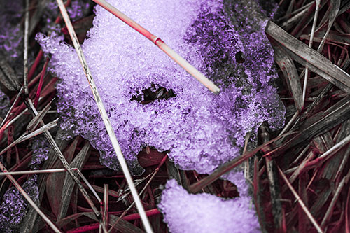 Half Melted Ice Face Smirking Among Reed Grass (Pink Tint Photo)
