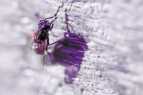 Hand Rubbing Cluster Fly Cleansing Self (Pink Tint Photo)
