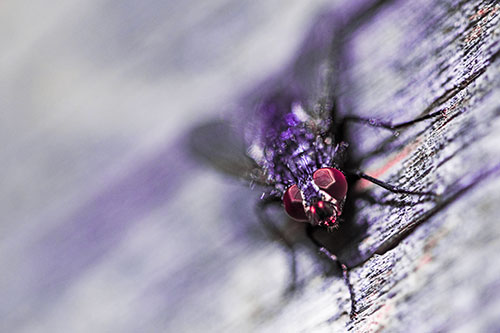 Happy Cluster Fly Enjoys Getting Suntan Among Cracked Wood (Pink Tint)