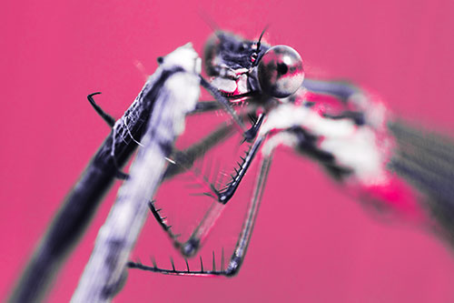 Happy Faced Dragonfly Clings Onto Broken Stick (Pink Tint Photo)