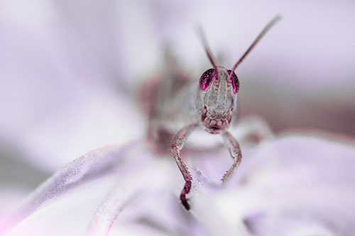Happy Grasshopper Smiling Among Sneezeweed Leaves (Pink Tint)