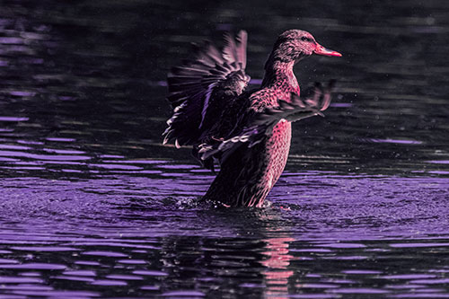 Happy Mallard Duck Flapping Wings Towards Sunshine (Pink Tint)