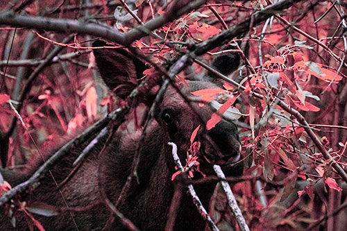 Happy Moose Smiling Behind Tree Branches (Pink Tint Photo)
