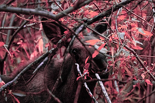 Happy Moose Smiling Behind Tree Branches (Pink Tint)