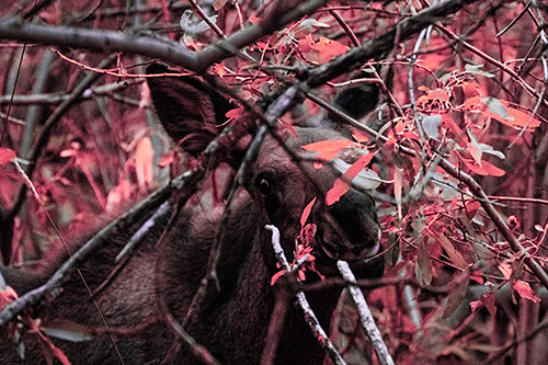 Happy Moose Smiling Behind Tree Branches (Pink Tint Photo)