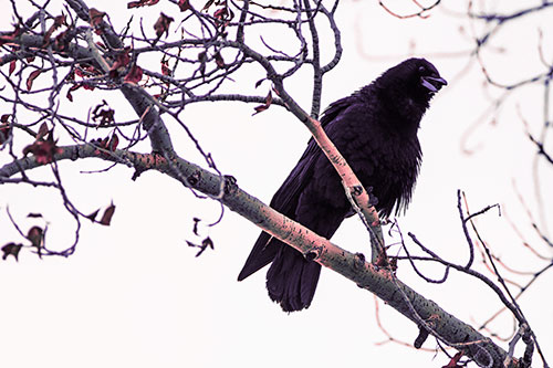 Happy Open Mouthed Crow Cawing (Pink Tint Photo)