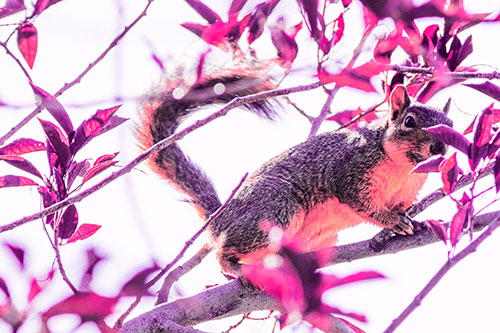 Happy Squirrel With Chocolate Covered Face (Pink Tint Photo)