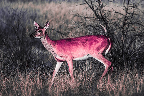 Happy White Tailed Deer Enjoying Stroll Through Grass (Pink Tint Photo)
