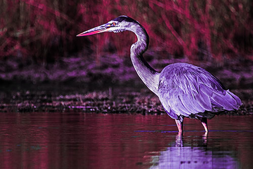 Head Tilting Great Blue Heron Hunting For Fish (Pink Tint Photo)