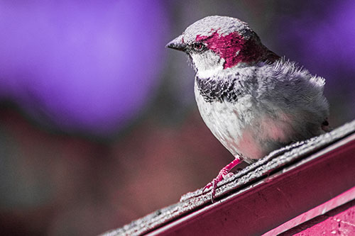 Head Tilting House Sparrow Perched Along Rooftop (Pink Tint)