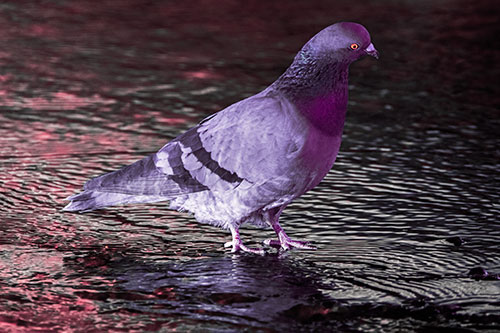 Head Tilting Pigeon Wading Atop River Water (Pink Tint Photo)