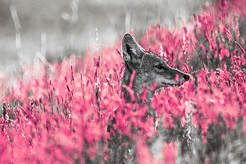 Hidden Coyote Watching Among Feather Reed Grass (Pink Tint)