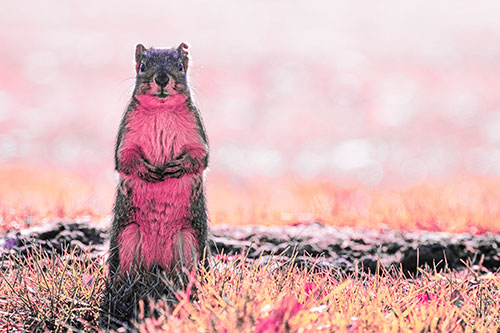 Hind Leg Squirrel Standing Among Grass (Pink Tint)