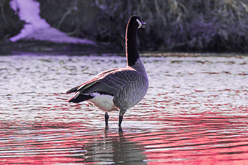 Honking Canadian Goose Standing Among River Water (Pink Tint Photo)