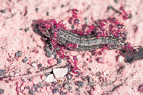 Horde Of Ants Feasting On Caterpillar (Pink Tint Photo)