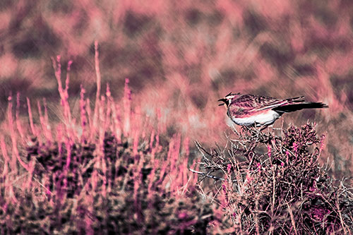Horned Lark Chirping Loudly Perched Atop Sticks (Pink Tint Photo)