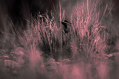 Horned Lark Hiding Among Grass (Pink Tint Photo)