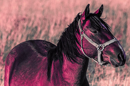 Horse Enjoying Grassy Dinner Meal (Pink Tint Photo)