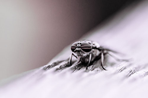 Horse Fly Resting Among Grooved Wood (Pink Tint)