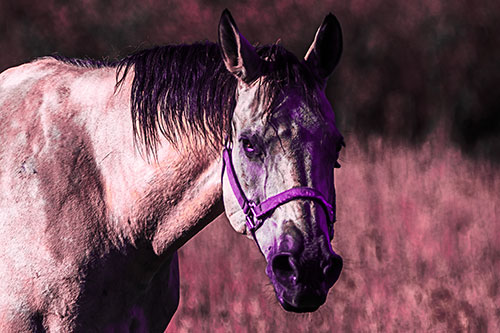 Horse Making Eye Contact (Pink Tint)