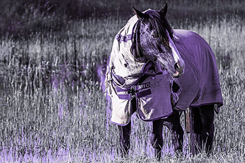 Horse Wearing Coat Atop Wet Grassy Marsh (Pink Tint Photo)