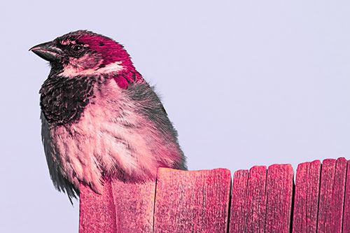 House Sparrow Perched Atop Wooden Post (Pink Tint Photo)