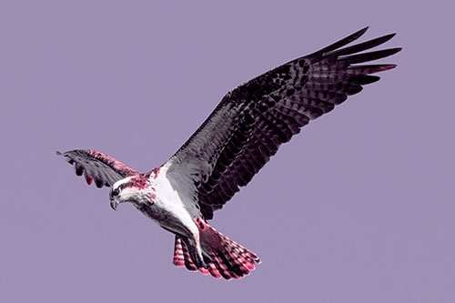 Hovering Osprey Hawk Looking For Fish Below (Pink Tint)