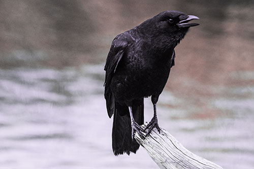 Hunched Over Crow Cawing Atop Broken Tree Log (Pink Tint)