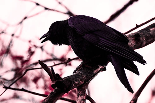 Hunched Over Crow Cawing Atop Tree Branch (Pink Tint Photo)