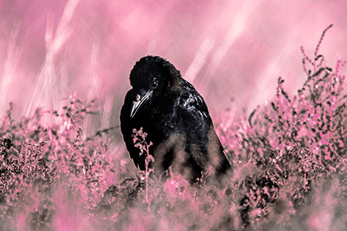 Hunched Over Raven Among Dying Plants (Pink Tint Photo)