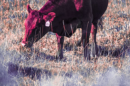 Hungry Cow Enjoying Grassy Meal (Pink Tint Photo)