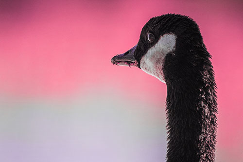 Hungry Crumb Mouthed Canadian Goose Senses Intruder (Pink Tint Photo)