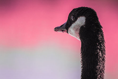 Hungry Crumb Mouthed Canadian Goose Senses Intruder (Pink Tint)