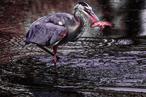 Hungry Great Blue Heron Spears Through Trout Fish (Pink Tint)