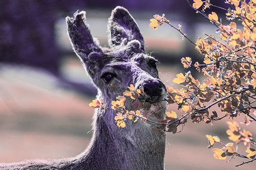 Hungry Lone Mule Deer Chewing Tree Leaves (Pink Tint)