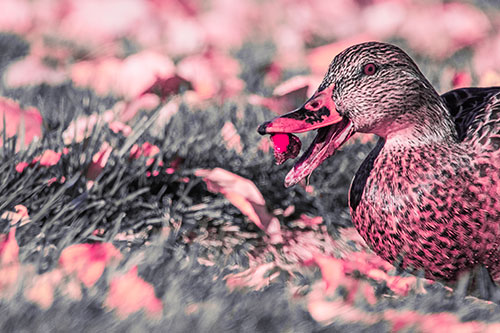 Hungry Mallard Duck Devours Cherry (Pink Tint)