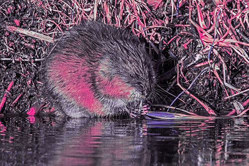 Hungry Muskrat Chews Water Reed Grass Along River Shore (Pink Tint Photo)