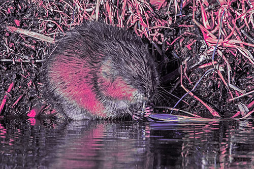 Hungry Muskrat Chews Water Reed Grass Along River Shore (Pink Tint)