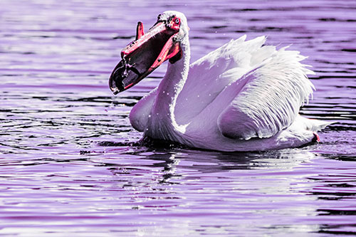 Hungry Pelican Captures Salamander For Breakfast (Pink Tint)