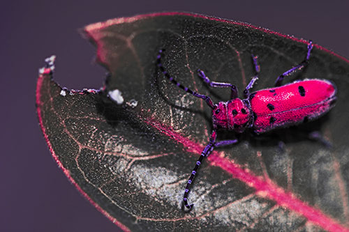 Hungry Red Milkweed Beetle Rests Among Chewed Leaf (Pink Tint Photo)