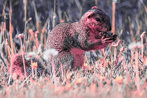 Hungry Squirrel Feasting Among Dandelions (Pink Tint Photo)