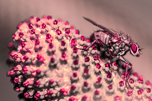 Hunter Fly Rests Among Sloping Coneflower (Pink Tint)