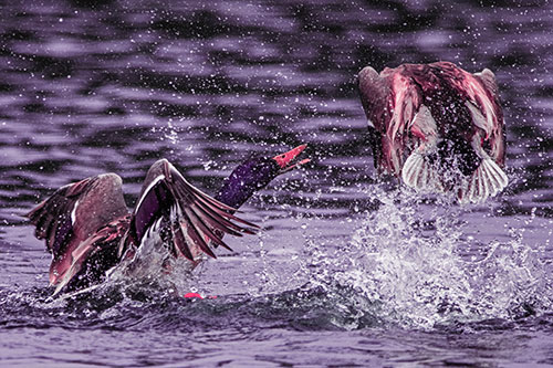 Hyper Water Splashing Mallard Ducks Playing Among Lake (Pink Tint)