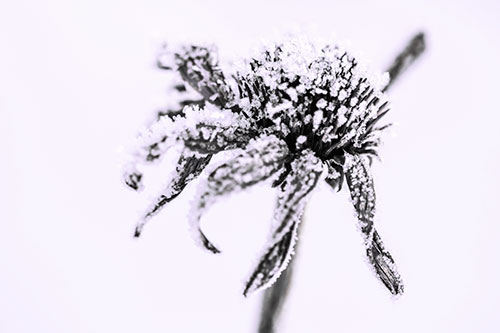 Ice Frost Consumes Dead Frozen Coneflower (Pink Tint Photo)