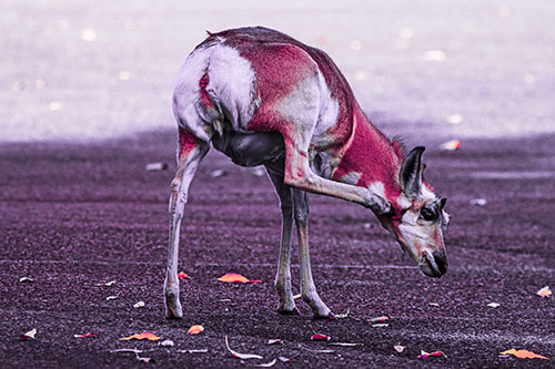 Itchy Pronghorn Scratches Neck Among Autumn Leaves (Pink Tint Photo)