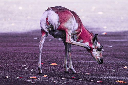 Itchy Pronghorn Scratches Neck Among Autumn Leaves (Pink Tint)