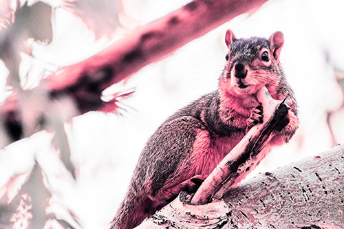 Itchy Squirrel Gets Tree Branch Massage (Pink Tint Photo)