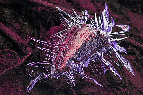 Jagged Spiked Ice Surrounds Water Submerged Rock (Pink Tint)