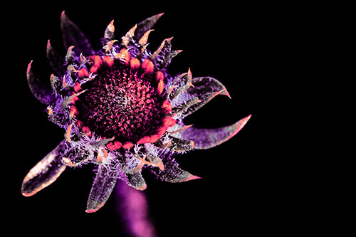 Jagged Tattered Rayless Sunflower (Pink Tint Photo)